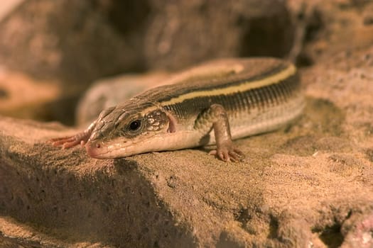 Lizard on the stone