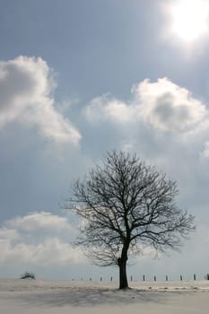 Deciduous tree on a pasture in the snow