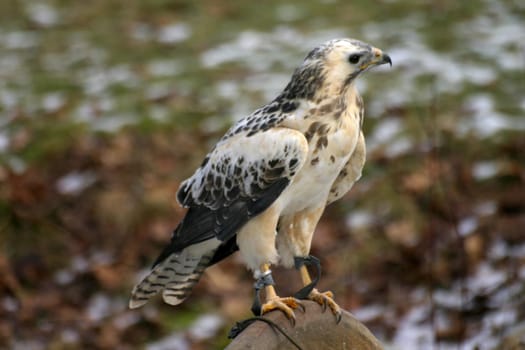 Very bright buzzard