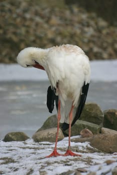 Rattle stork during plumage care in winter