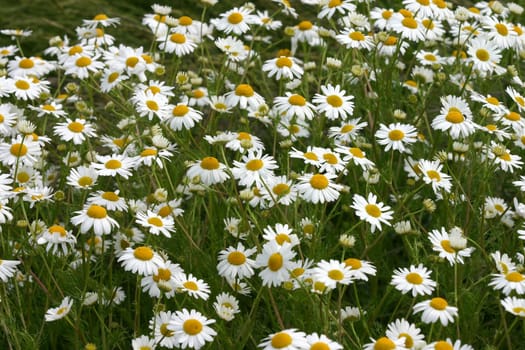 Meadow with numerous chamomile