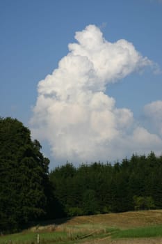 Fair-weather clouds over a forest