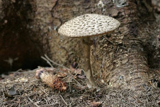 Parasol mushroom at the foot of a conifer tree
