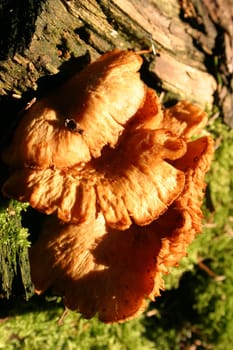 Laetiporus sulphureus