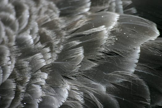 Close-up of the plumage of a mourning swan