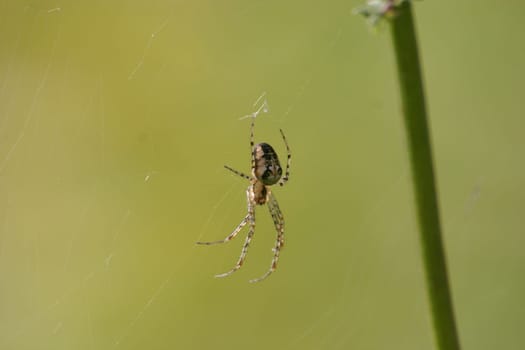Metellina segmentata