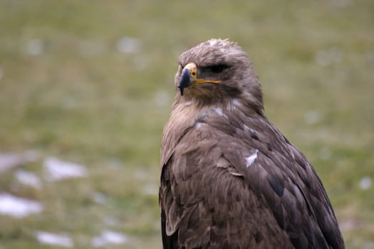 Eagle Portrait