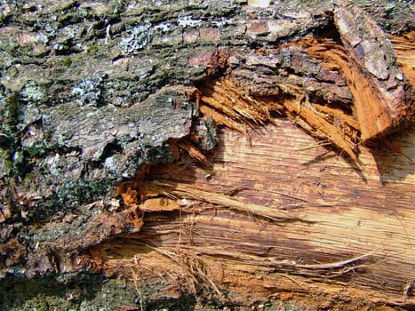 Deadwood