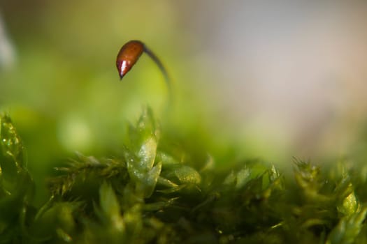 90mm macro + 2x converter + 10+close-up lens
