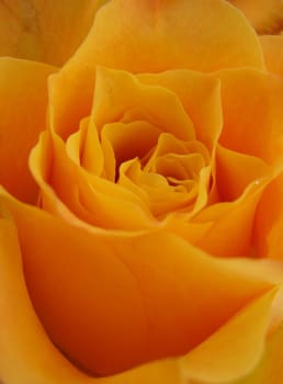 yellow rose