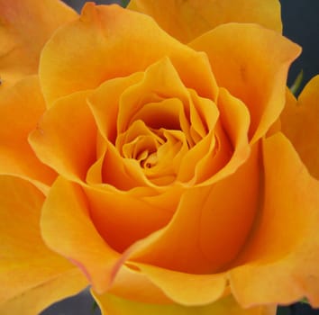 yellow rose