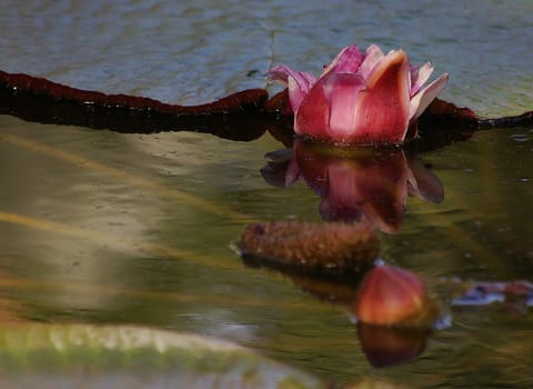 victoria amazonica