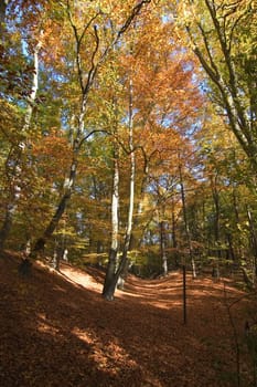 forest path