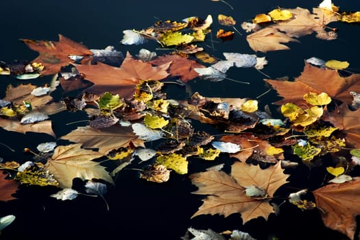 Autumn water
