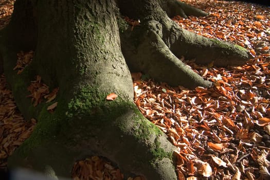 Tree roots