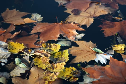 Foliage in the water