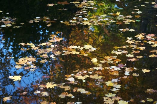 Foliage mirrors