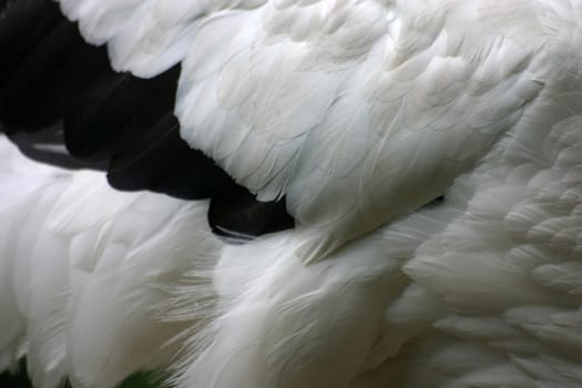 Close-up of the feathers of a white stork