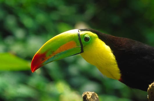 Costa Rica