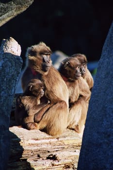 Monkey family