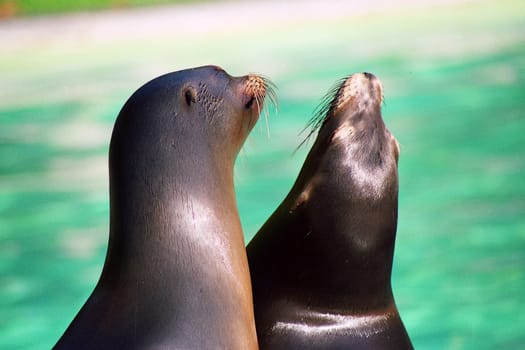 Seals