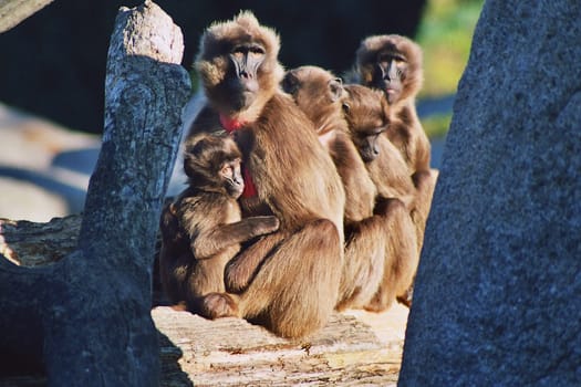 Monkey family