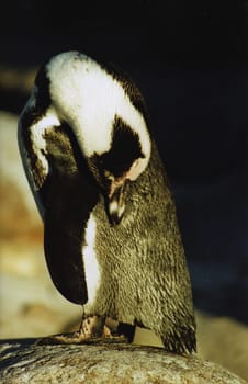 Penguin