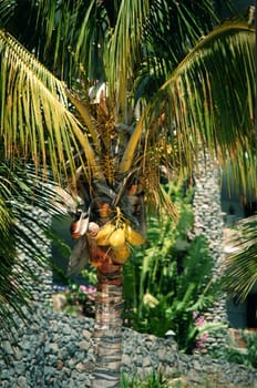 Palm tree