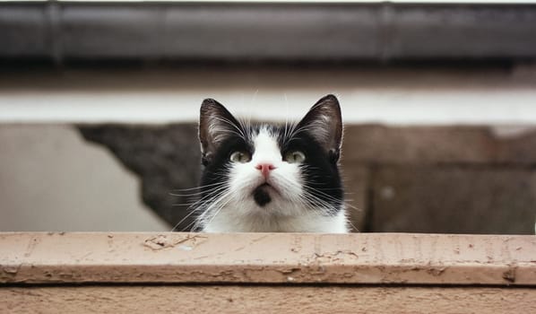 The Watchguard