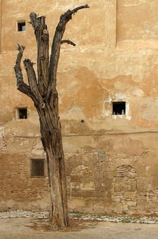 Withered tree