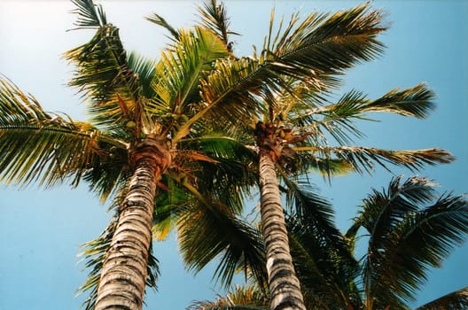Palm trees