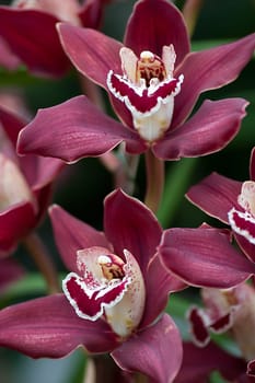 Dark red orchid