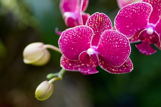 Pink orchid