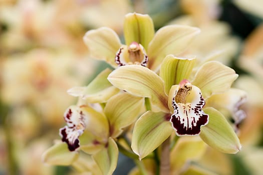 yellow orchid