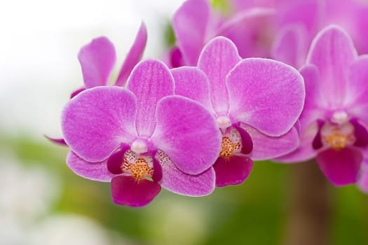 pink orchid