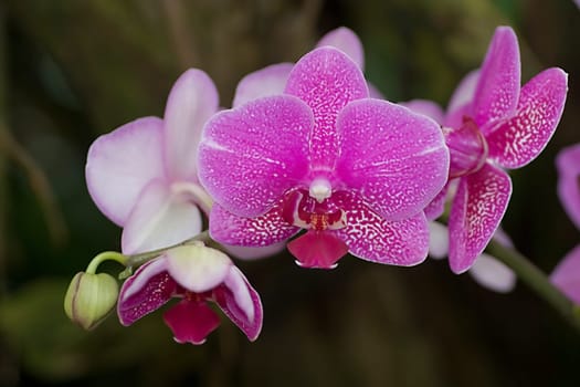 Pink orchid
