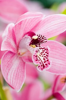 pink orchid