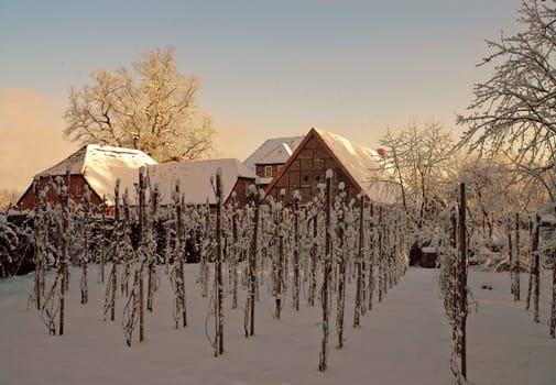 Here is a view of the inner courtyard of our castle.One would think that no wine can be grown in the north,but since March 2004 our "Stargarder Land"" has been the northernmost certified wine-growing region. Unfortunately,I tasted the drop"
