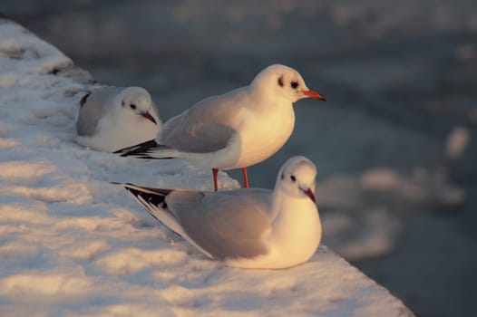Trio of seagulls