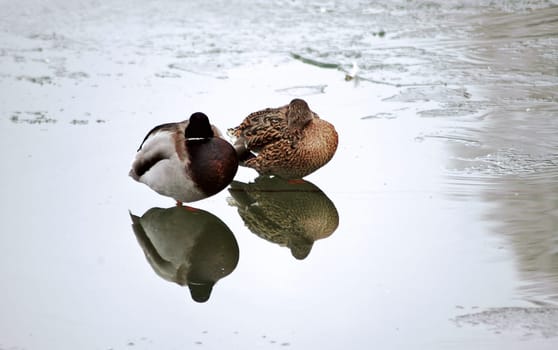 These two put their heads in their feathers when they heard the weather forecast for next week. They certainly only stretch them out again when the ice melts and the sun shows itself again