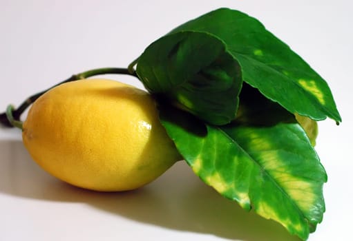 Fresh lemon straight from the tree from our garden in Spain.