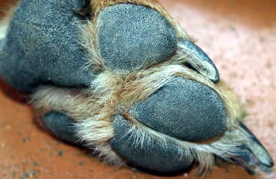 a part of my dog