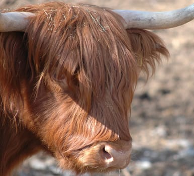 Scottish Highland cattle