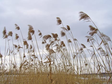 Reed