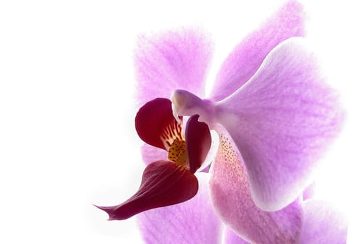 Orchidaceae in high key