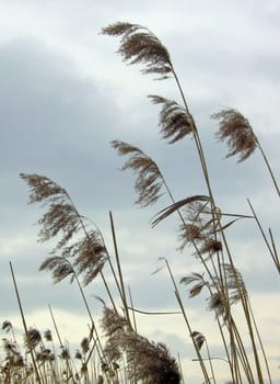 Reed