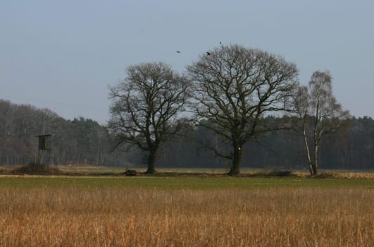 .. at the moment I'm looking for new tree motifs again... I couldn't walk past this group of trees. LG Bea