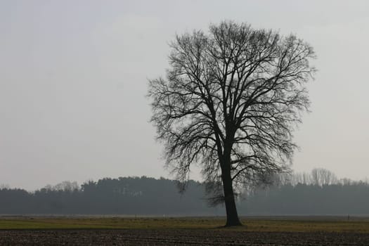 ..... a "found"" tree... which you will surely see more often. Greeting Bea"