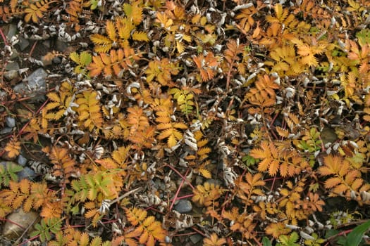 Planting in autumn