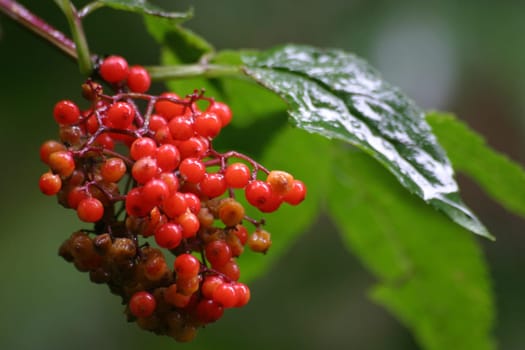 Fruits of mountain ash in the rain